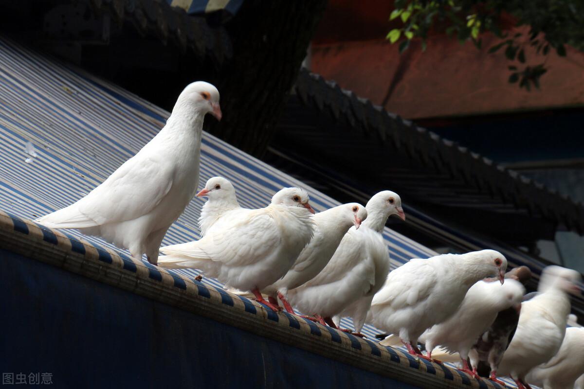 鸽子最爱吃啥粮食？大多数以全价饲料为主