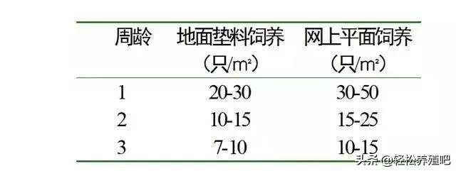 新手养鸭经验分享