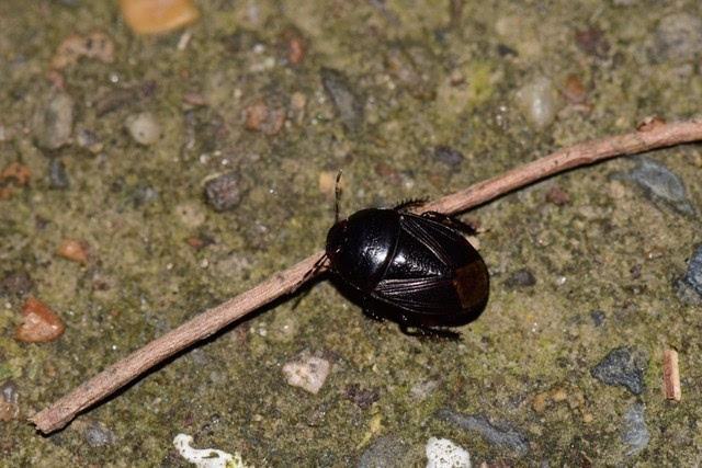 是土蝽，别怕！昆虫、疾控、皮肤科专家教你夏季远离虫虫困扰