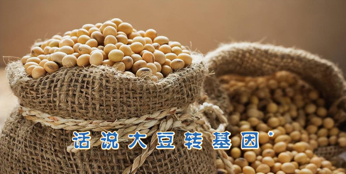 转基因大豆蛋白质含量多少？话说大豆转基因