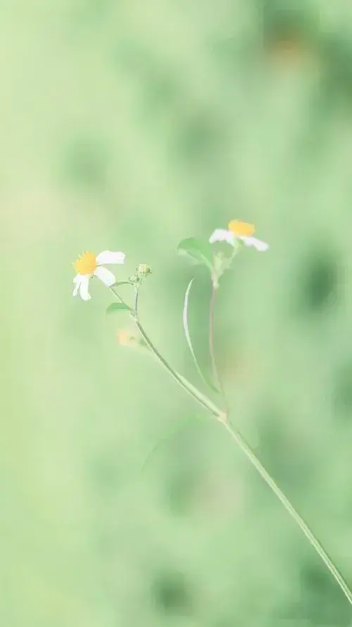 香灰怎么处理最合适（家里剩下的香灰先别扔，往门口撒一把）